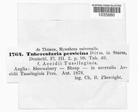 Tubercularia persicina image